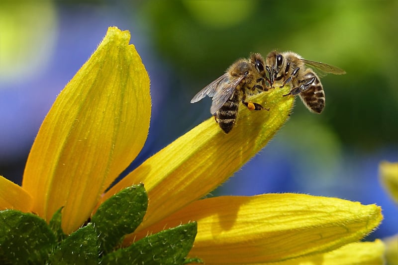 Bee-Friendly Flowers