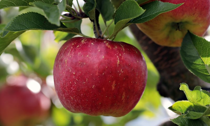 Fruit Trees in Containers